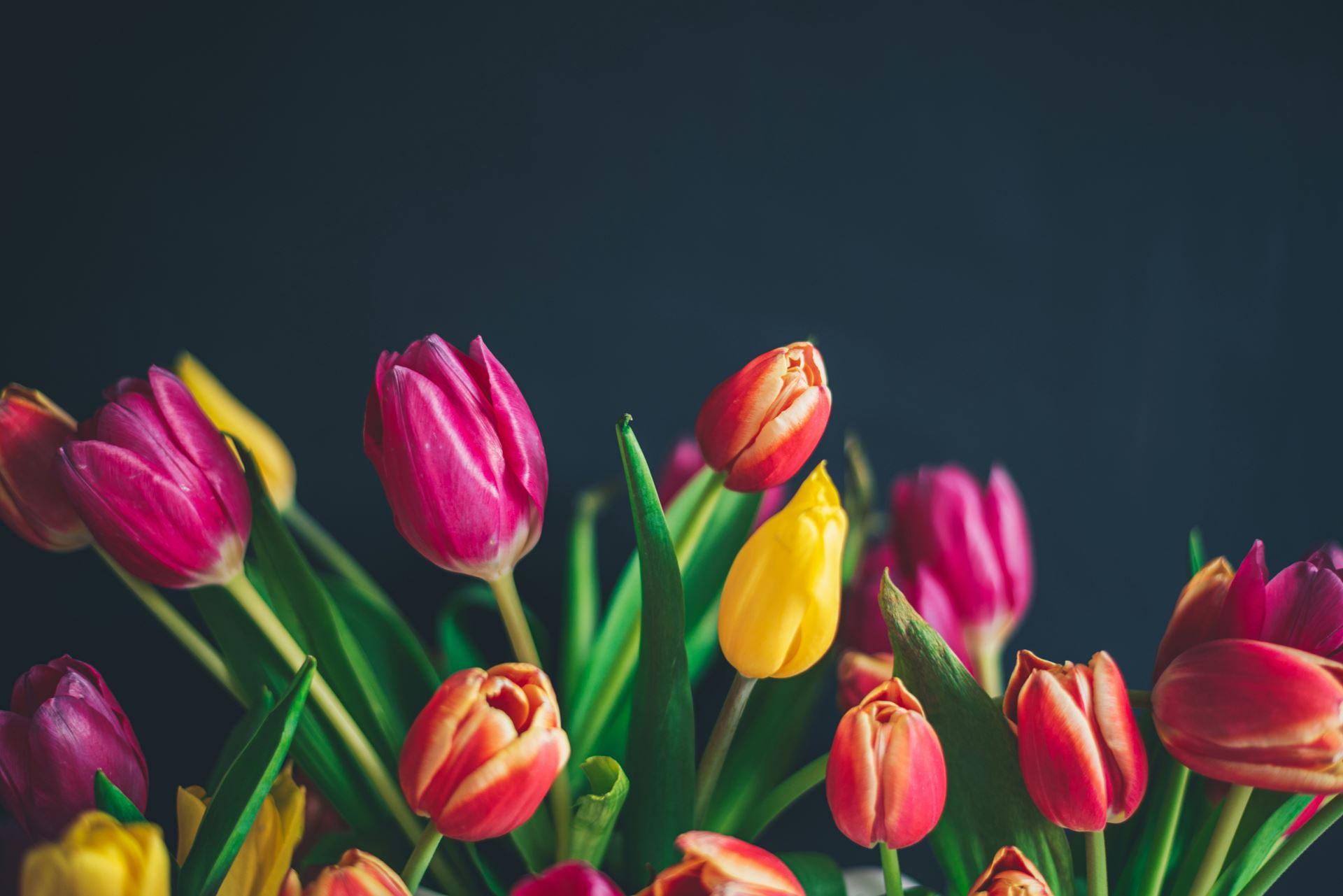 Tulips